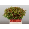 Leucadendron Ayoba Cherry Pearl Spray