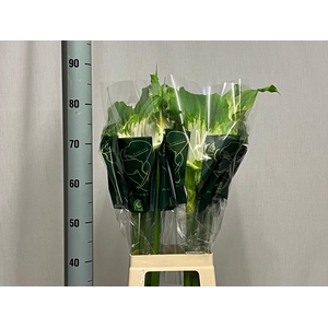 ZANT AE GREEN GODDES