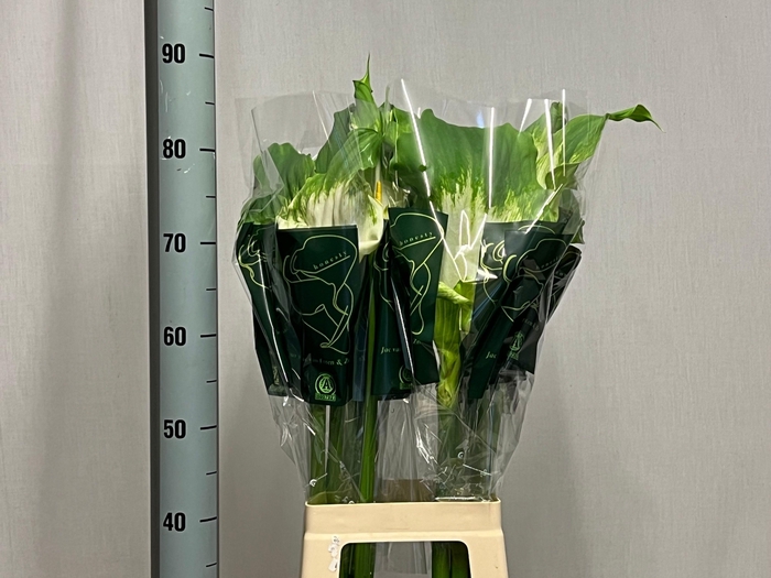 <h4>ZANT AE GREEN GODDES</h4>