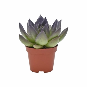 Echeveria coloured festival dark purple