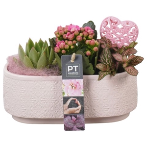 PTVMB4718 Arrangementen kamerplanten