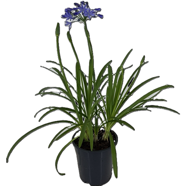 <h4>p19 Agapanthus africanus Lapis Lazuli</h4>