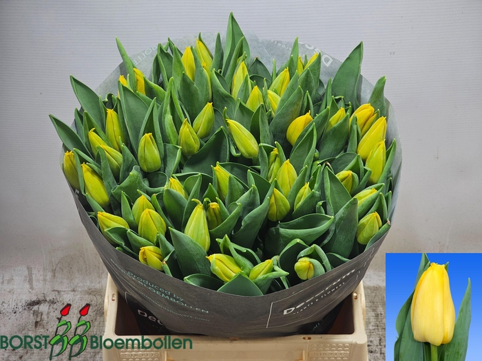 <h4>TU E LIONS GLORY</h4>