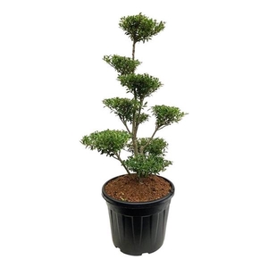 Ilex crenata 'Blondie'