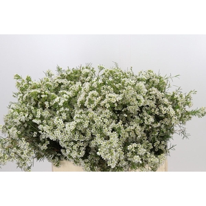 Chamelaucium Blizzard