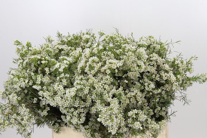 <h4>Chamelaucium Blizzard</h4>