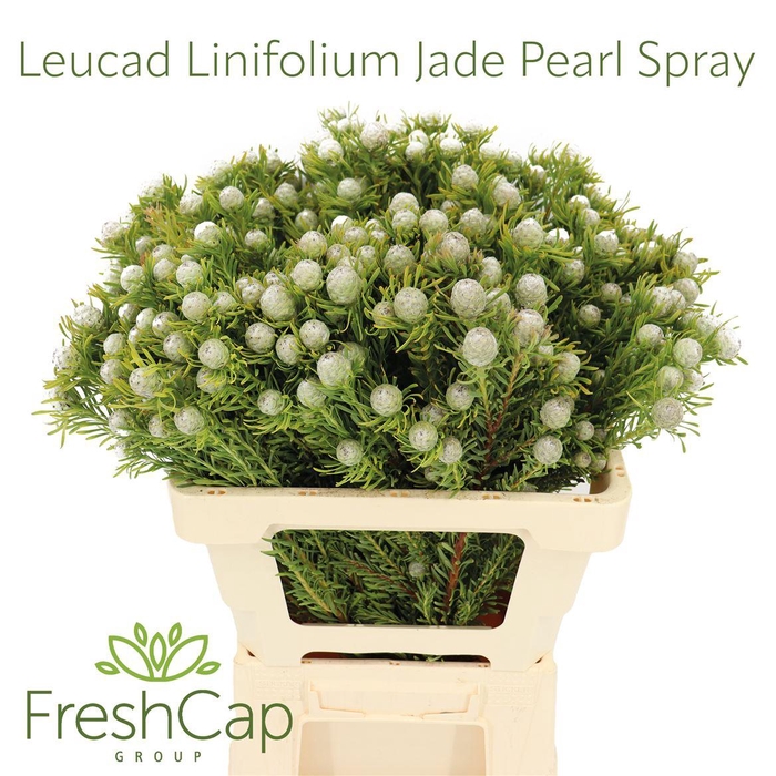 <h4>Leucad Linifolium Jade Pearl Spray</h4>