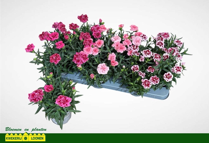 <h4>DIAN OSC GEM</h4>