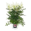 Astilbe wit Ton sur Ton