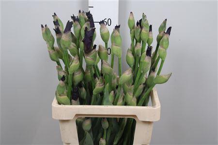 <h4>Iris G Cup Race</h4>
