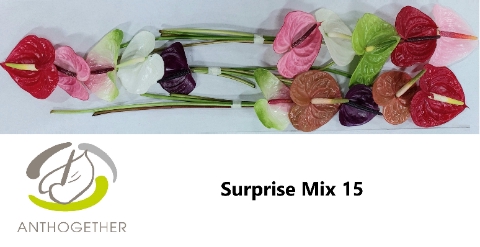 <h4>ANTH A Surprise Mix 15.</h4>