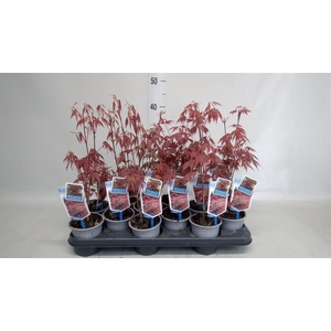 Acer palmatum 'Atropurpureum'