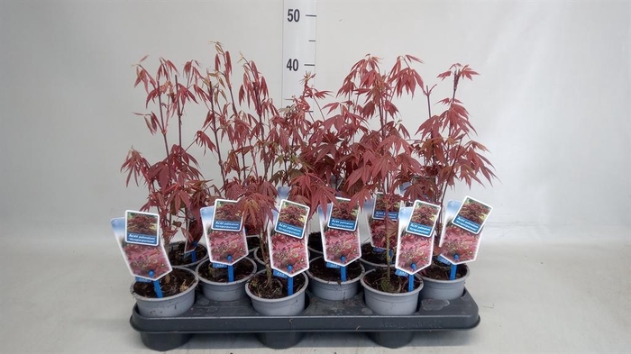 <h4>Acer palmatum 'Atropurpureum'</h4>