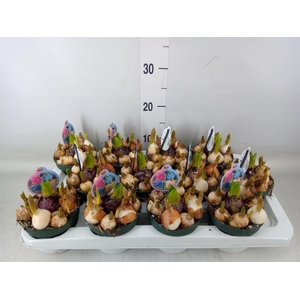 Bolbloemen   ...mix in pot