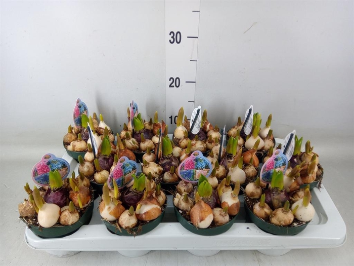 <h4>Bolbloemen   ...mix in pot</h4>