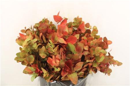 <h4>SNIJBLOEMEN KLB H%</h4>
