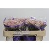 Ozothamnus Cooks Tall Pink