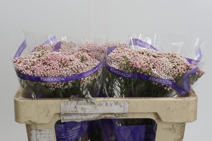 Ozothamnus Cooks Tall Pink