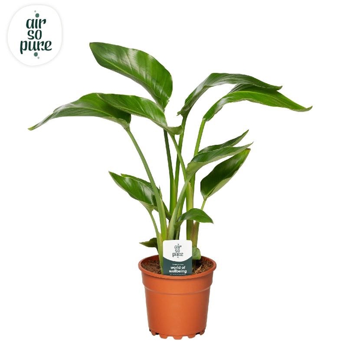 <h4>Strelitzia Nicolai</h4>
