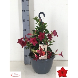 MANDE SUN RED