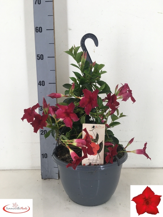 <h4>MANDE SUN RED</h4>
