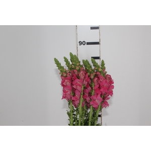 BOCA DE LEAO ROSA 070 CM