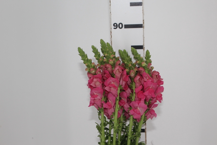 <h4>BOCA DE LEAO ROSA 070 CM</h4>