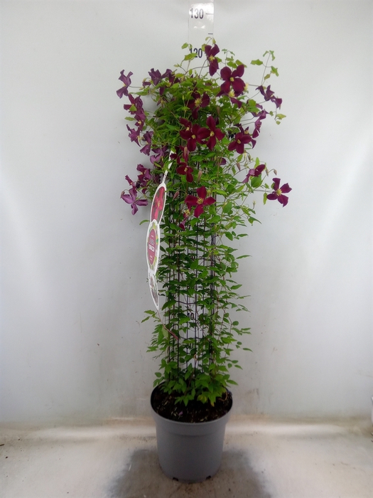 <h4>Clematis vitic.    ...</h4>