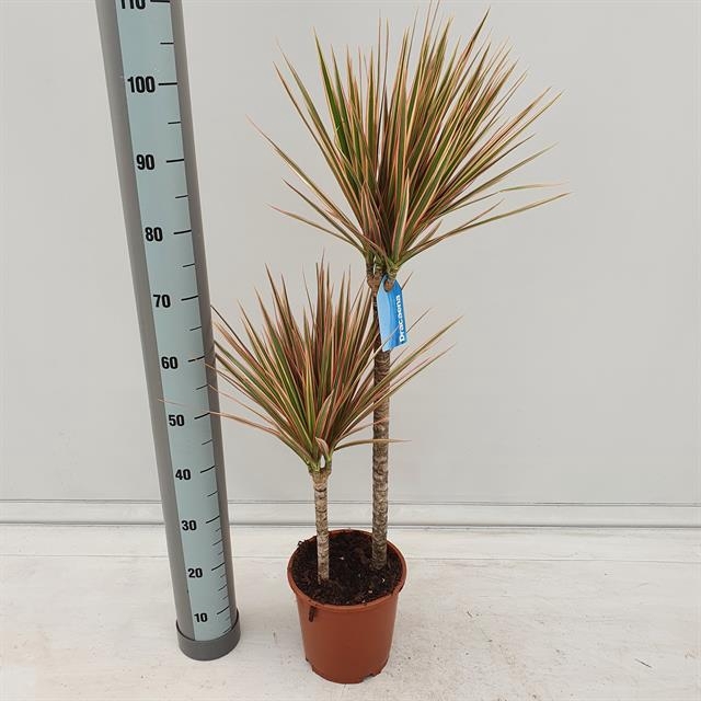 Dracaena marginata Tricolor 21Ø 110cm 2pp