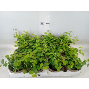 Ficus pumila 'White Sunny'