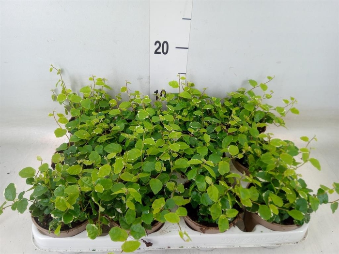 <h4>Ficus pumila 'White Sunny'</h4>