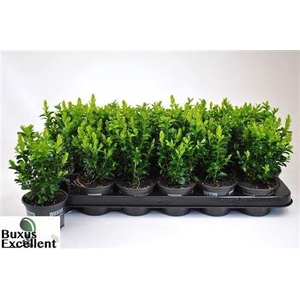 Buxu Sempervirens