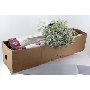 Gy Million Star 30 gr Box