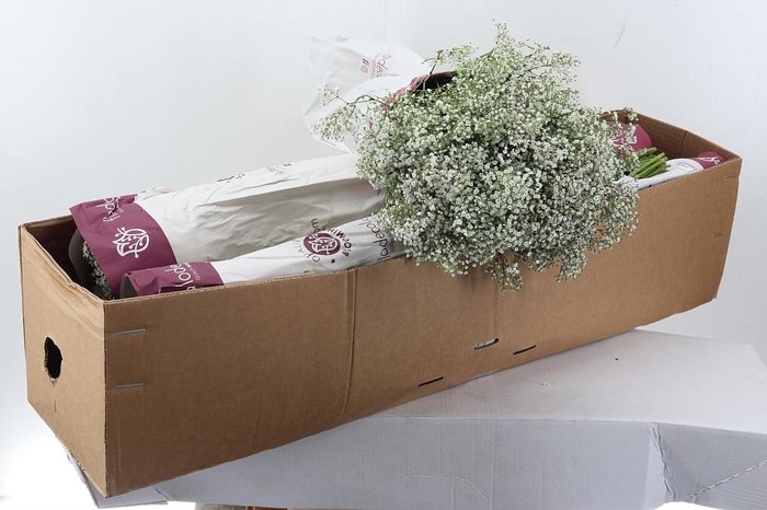 <h4>Gy Million Star 30 gr Box</h4>