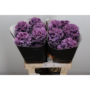 Brassica (fr) Wx Classic Lavendel