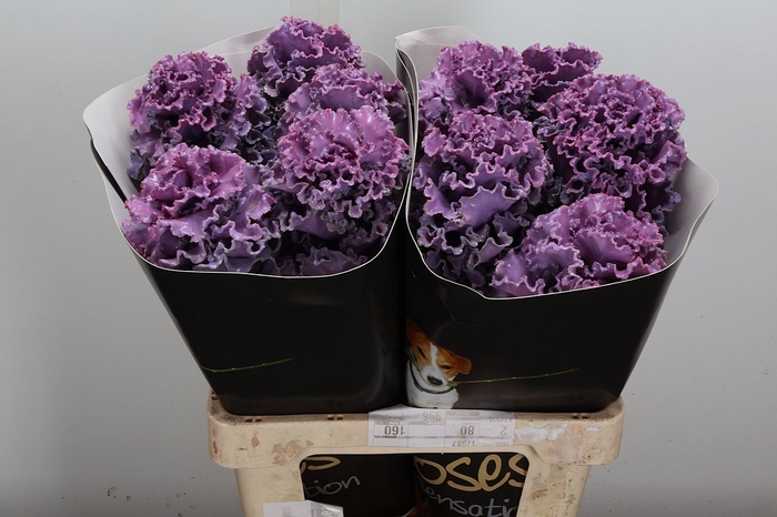 <h4>Brassica (fr) Wx Classic Lavendel</h4>