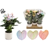 Anthurium 12 cm Make-Upz Pearl Mix in Diamond Pearl Travertine ceramics
