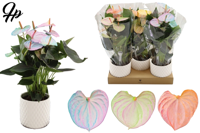 Anthurium 12 cm Make-Upz Pearl Mix in Diamond Pearl Travertine ceramics
