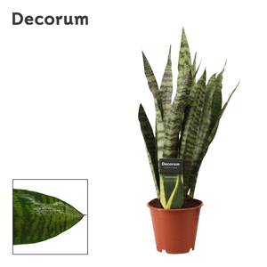 Sansevieria Zeylanica Regular 12 cm (Decorum)