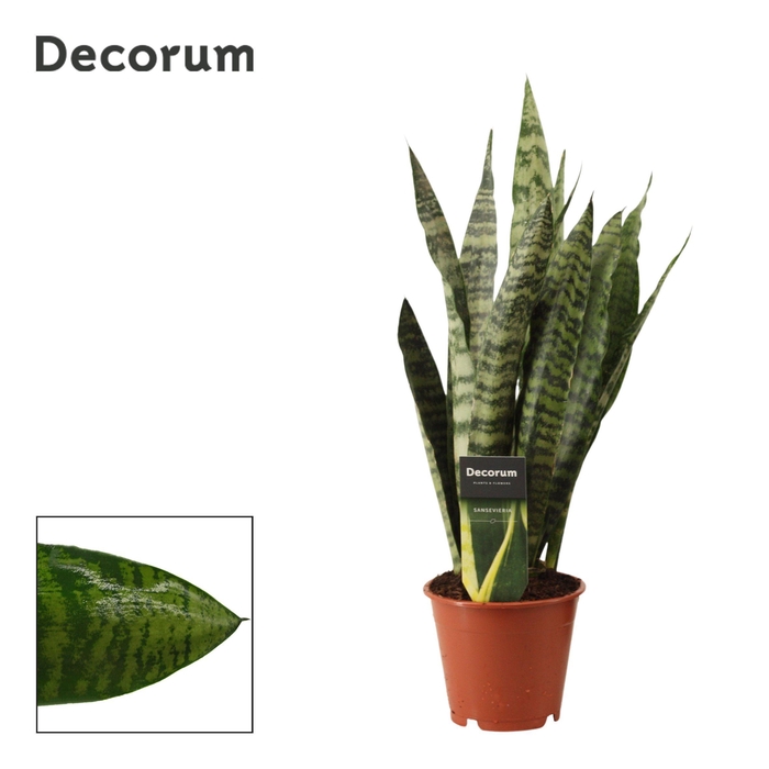 <h4>Sansevieria Zeylanica Regular 12 cm (Decorum)</h4>