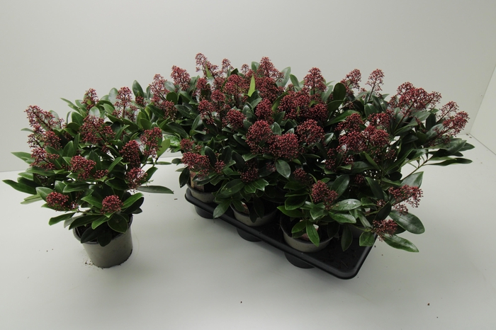 <h4>SKIM J RUBELLA</h4>