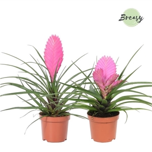 Tillandsia Pink