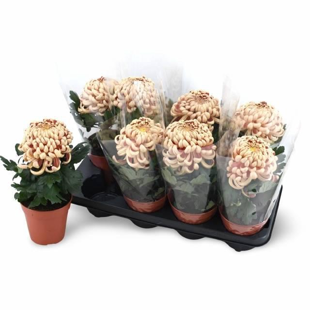 <h4>CHRYS VIENNA COPPER</h4>