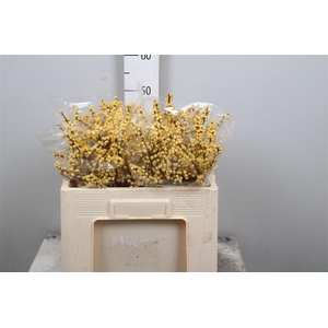 Ilex Ve Mag Citronella