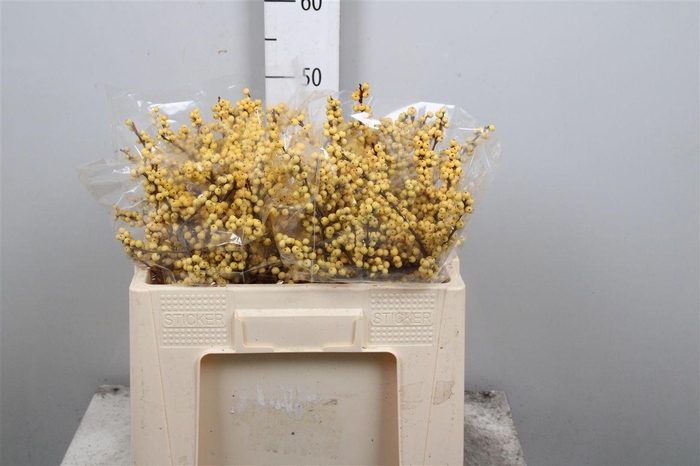 <h4>Ilex Ve Mag Citronella</h4>