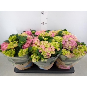 Hydrangea mac. 'Early Rosa'