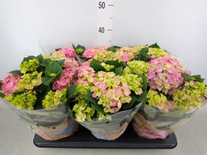 <h4>Hydrangea mac. 'Early Rosa'</h4>