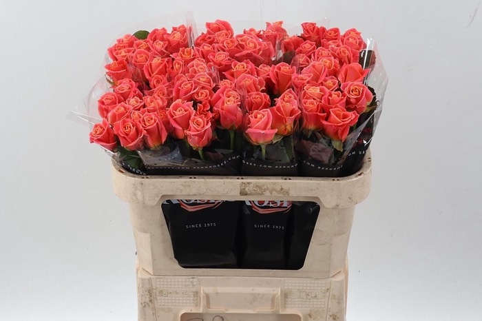 <h4>R Gr Miss Piggy+</h4>