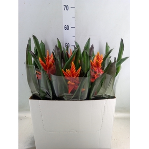 Aechmea  'Pepita Elegant Flames'