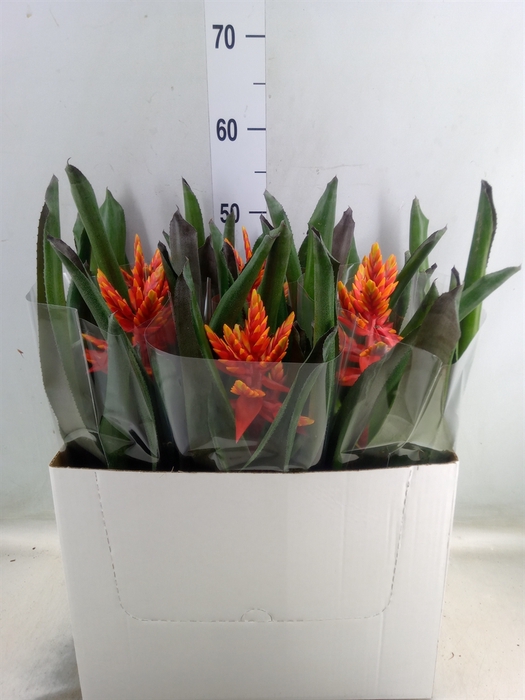 <h4>Aechmea  'Pepita Elegant Flames'</h4>